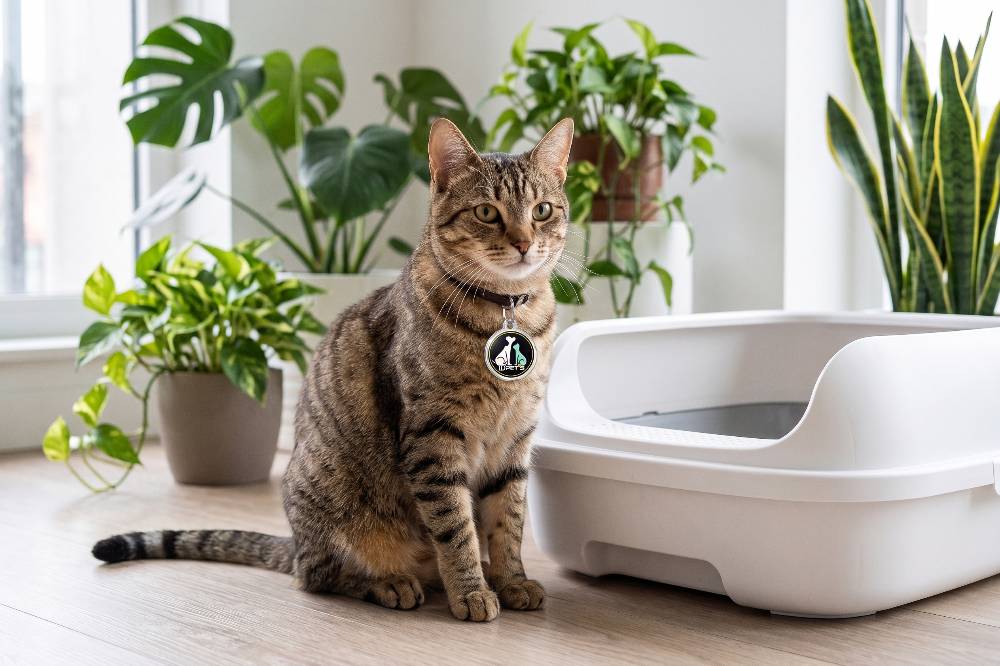 Arenero del Gato: ¿Lo Limpias BIEN?