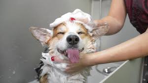 Baño Mascotas