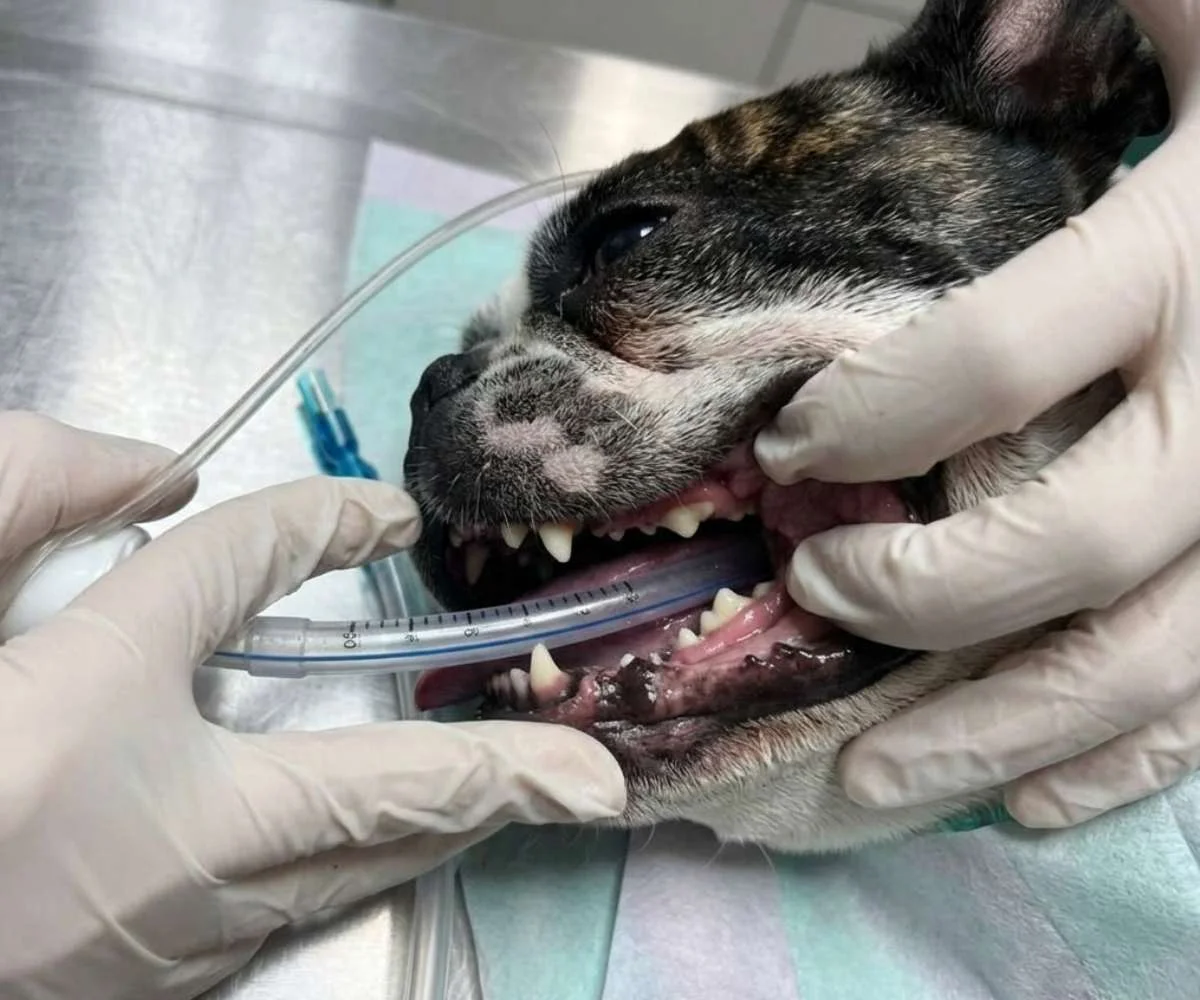 odontología Veterinaria