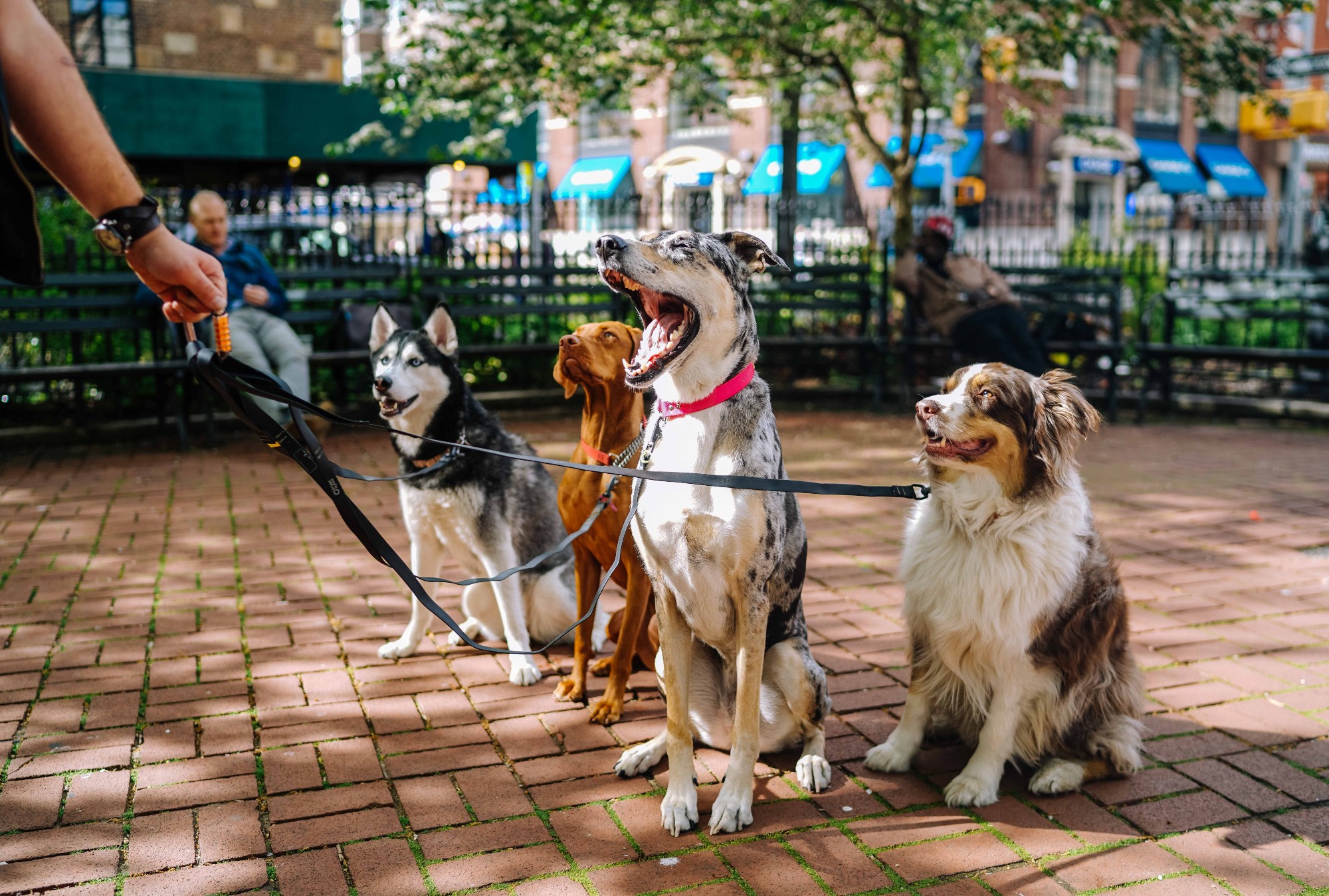 Paseo canino